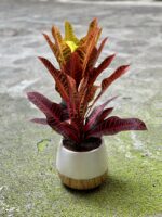 Zdjęcie Codiaeum variegatum Nervia w kategorii rośliny, ujęcie 3