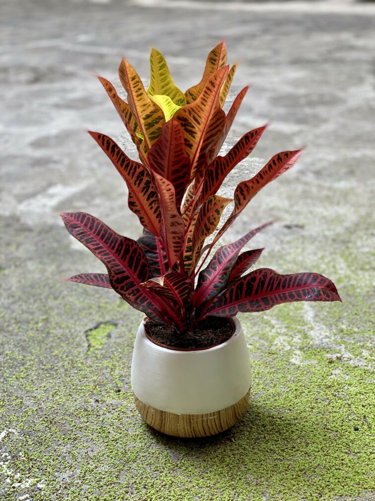 Zdjęcie Codiaeum variegatum Nervia w kategorii rośliny, ujęcie 3