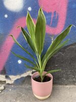 Zdjęcie Cordyline Fruticosa Conga w kategorii rośliny, ujęcie 1