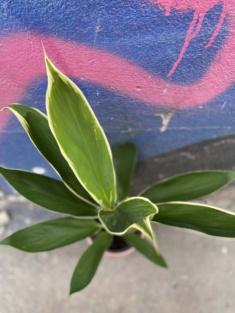 Zdjęcie Cordyline Fruticosa Conga w kategorii rośliny, ujęcie 2