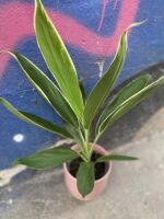 Zdjęcie Cordyline Fruticosa Conga w kategorii rośliny, ujęcie 3