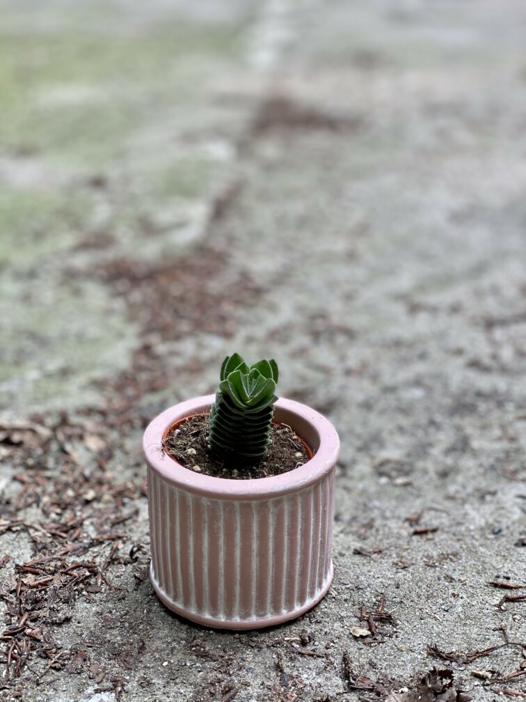 crassula-buddha-s-temple_6x11-0.jpg Zdjęcie Crassula Buddha's Temple w kategorii rośliny, ujęcie 1