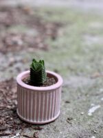 Zdjęcie Crassula Buddha's Temple w kategorii rośliny, ujęcie 2