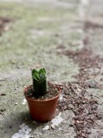 Zdjęcie Crassula Buddha's Temple w kategorii rośliny, ujęcie 3