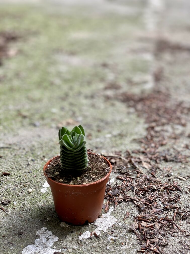 Zdjęcie Crassula Buddha's Temple w kategorii rośliny, ujęcie 3