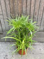 Zdjęcie Cyperus Haspqn (Papirus) w kategorii rośliny, ujęcie 1