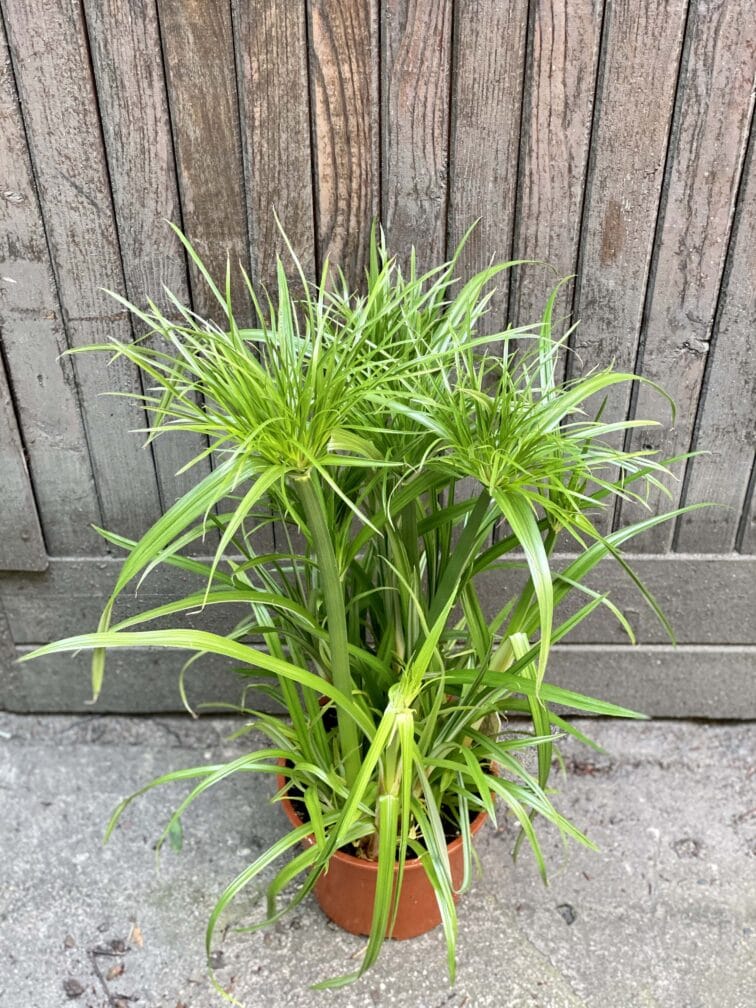 cyperus-haspqn_19x70-0.jpg Zdjęcie Cyperus Haspqn (Papirus) w kategorii rośliny, ujęcie 1