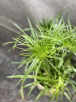 Zdjęcie Cyperus Haspqn (Papirus) w kategorii rośliny, ujęcie 2