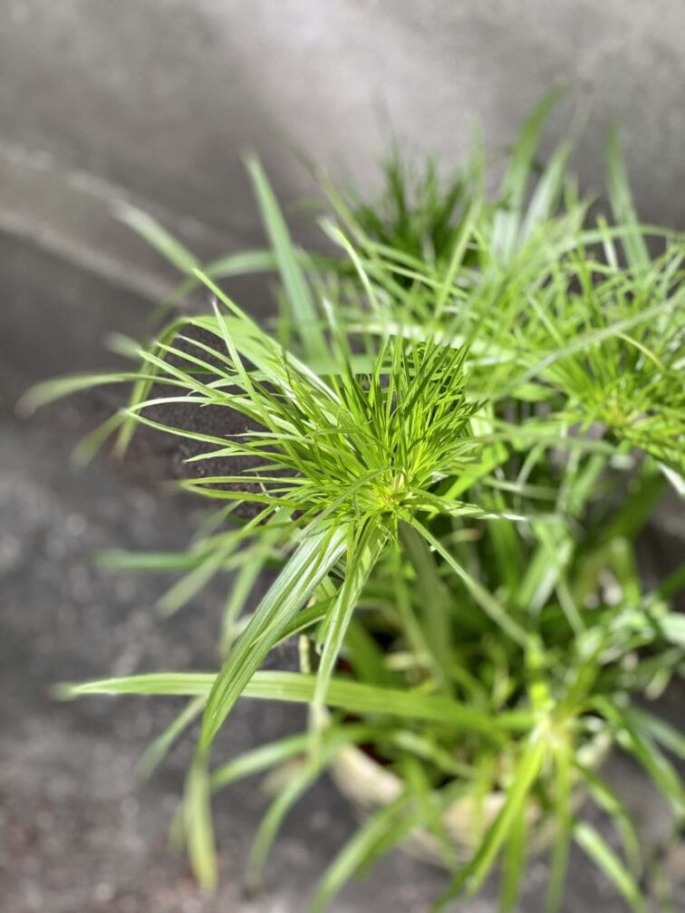 Zdjęcie Cyperus Haspqn (Papirus) w kategorii rośliny, ujęcie 2