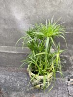 Zdjęcie Cyperus Haspqn (Papirus) w kategorii rośliny, ujęcie 3
