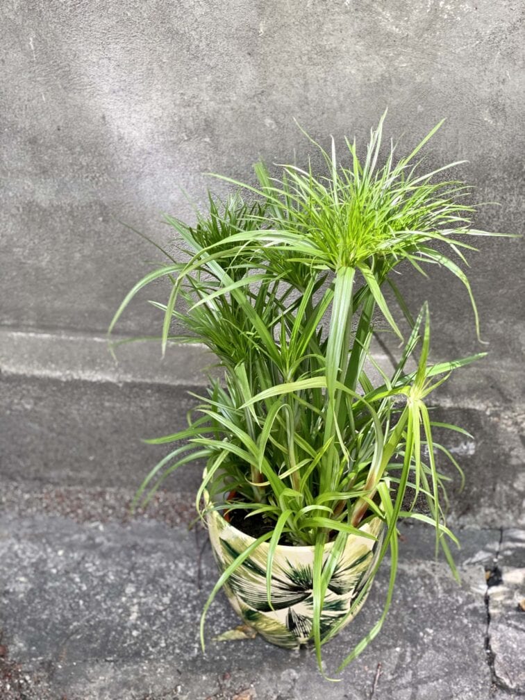 Zdjęcie Cyperus Haspqn (Papirus) w kategorii rośliny, ujęcie 3