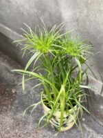 Zdjęcie Cyperus Haspqn (Papirus) w kategorii rośliny, ujęcie 4