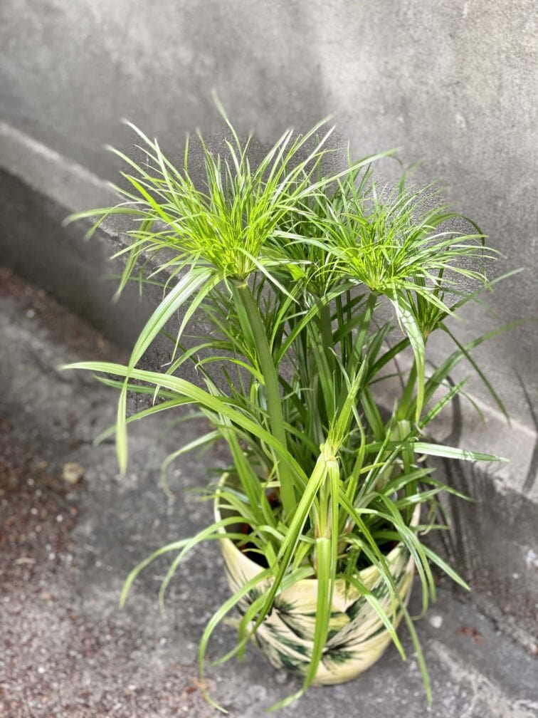 Zdjęcie Cyperus Haspqn (Papirus) w kategorii rośliny, ujęcie 4