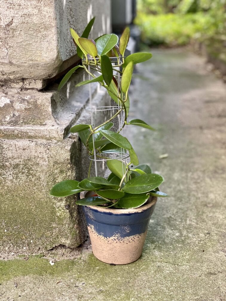 hoya-australis_12x45-0.jpg Zdjęcie Hoya australis w kategorii rośliny, ujęcie 1