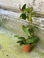 Zdjęcie Hoya australis w kategorii rośliny, ujęcie 3