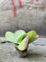 Zdjęcie Kalanchoe Thyrsiflora Red Lips w kategorii rośliny, ujęcie 1