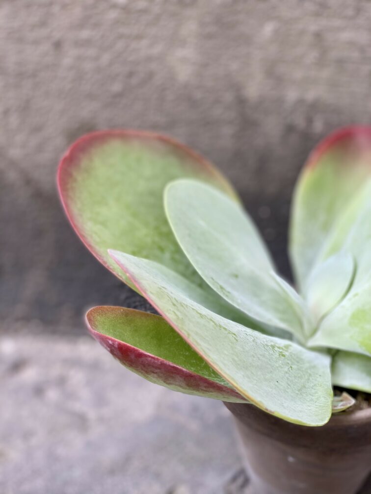 Zdjęcie Kalanchoe Thyrsiflora Red Lips w kategorii rośliny, ujęcie 3