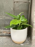 Zdjęcie Monstera Friedrichstahlii w kategorii rośliny, ujęcie 1