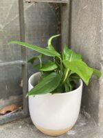 Zdjęcie Monstera Friedrichstahlii w kategorii rośliny, ujęcie 2