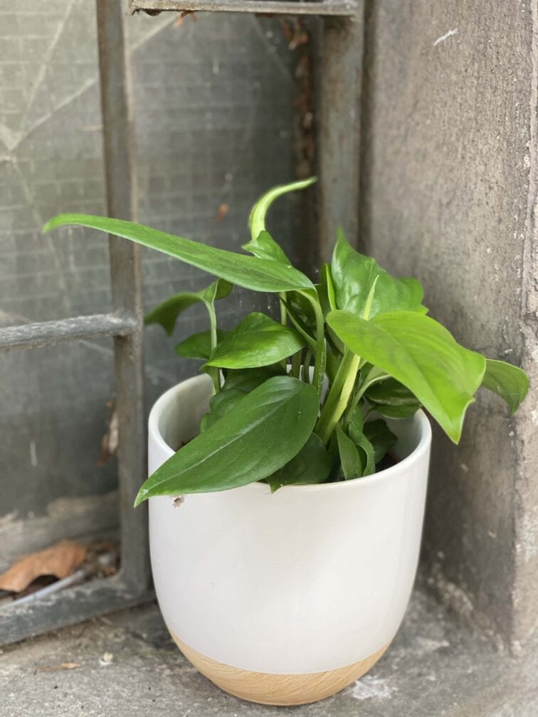 Zdjęcie Monstera Friedrichstahlii w kategorii rośliny, ujęcie 2