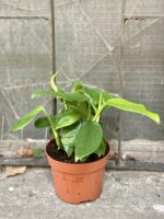 Zdjęcie Monstera Friedrichstahlii w kategorii rośliny, ujęcie 3