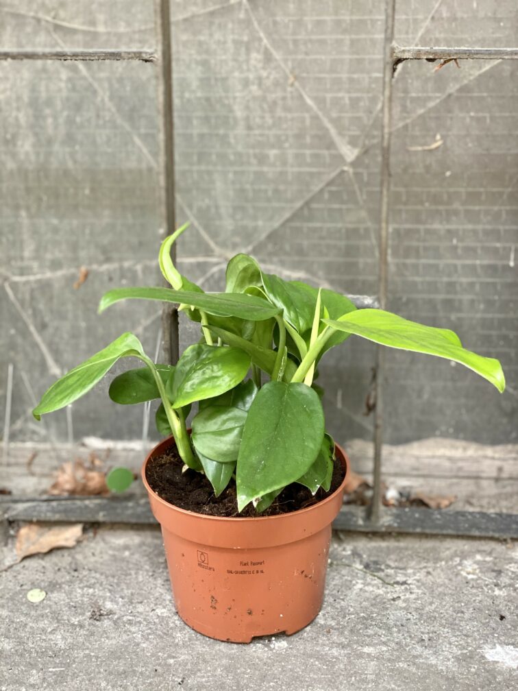 Zdjęcie Monstera Friedrichstahlii w kategorii rośliny, ujęcie 3