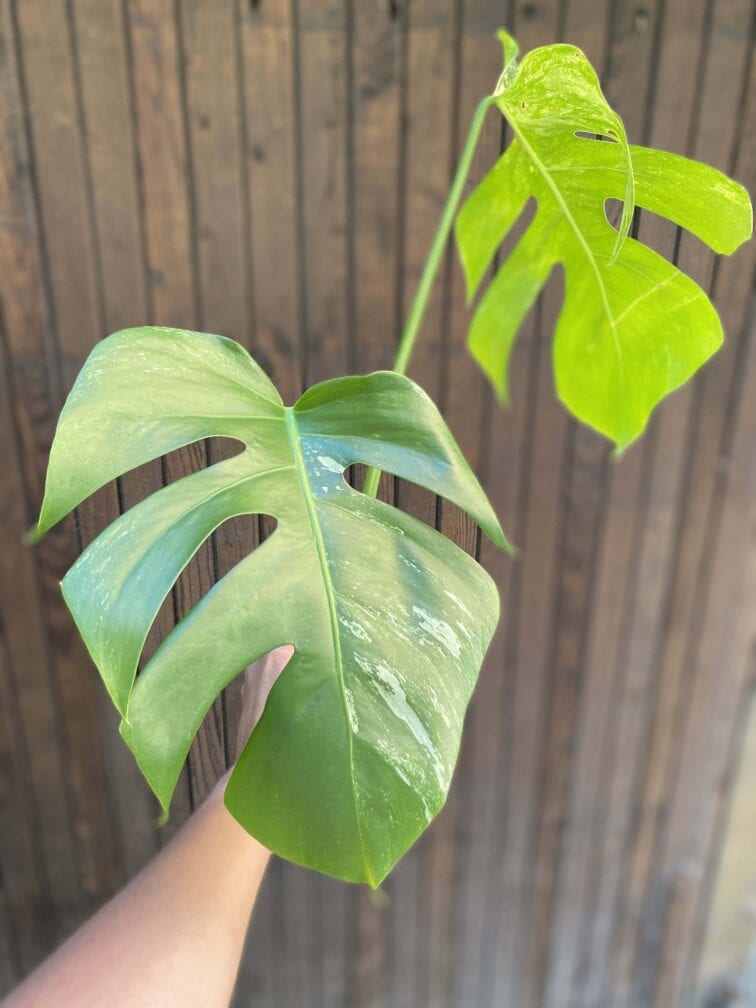 monstera-variegata-sadzonka-szczytowa_0x38-0.jpg Zdjęcie rośliny Monstera Variegata Sadzonka Szczytowa, ujęcie 1