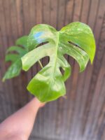 Zdjęcie rośliny Monstera Variegata Sadzonka Szczytowa, ujęcie 2