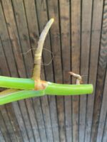 Zdjęcie rośliny Monstera Variegata Sadzonka Szczytowa, ujęcie 3