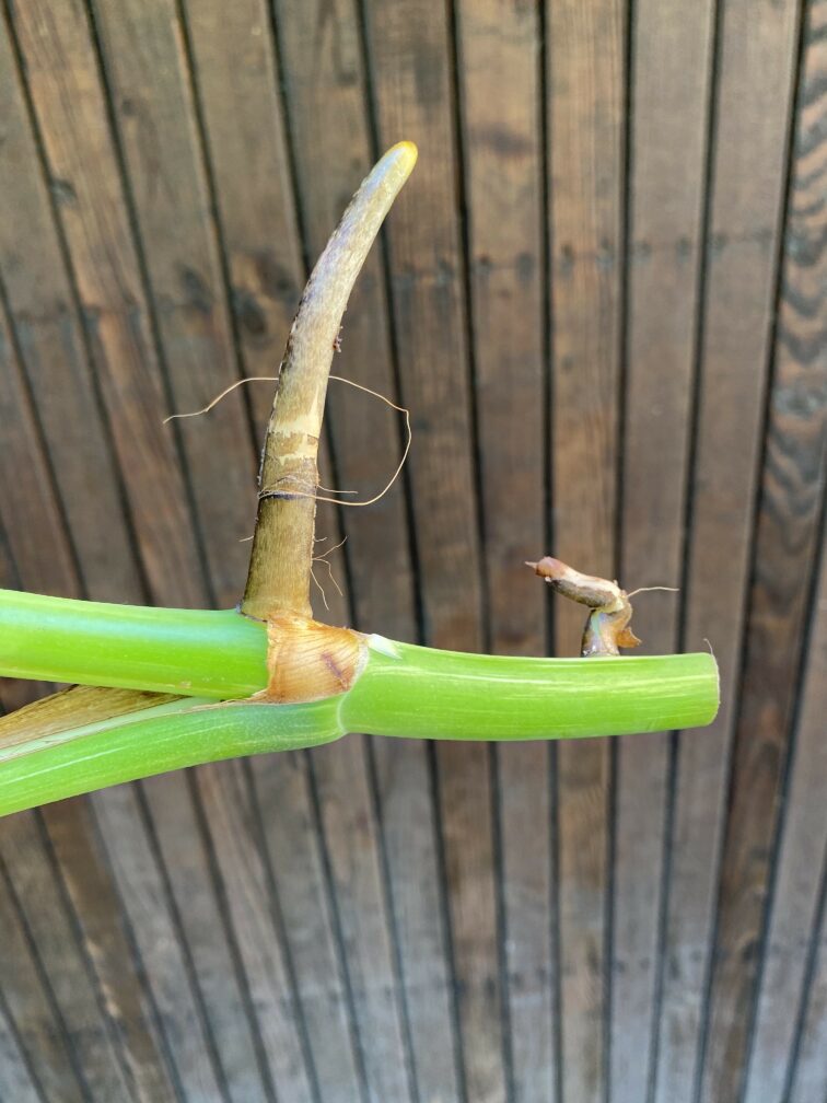 Zdjęcie rośliny Monstera Variegata Sadzonka Szczytowa, ujęcie 3
