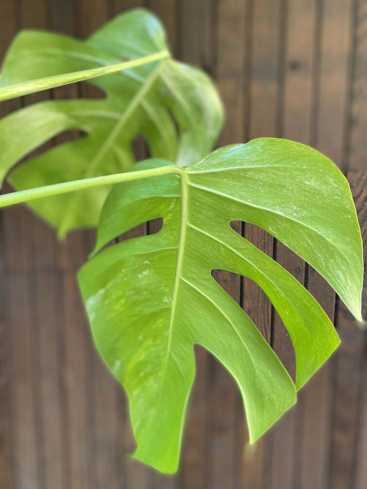 Zdjęcie rośliny Monstera Variegata Sadzonka Szczytowa, ujęcie 4
