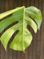 Zdjęcie rośliny Monstera Variegata Sadzonka Szczytowa, ujęcie 5