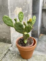 Zdjęcie Opuntia Vulgaris w kategorii rośliny, ujęcie 1