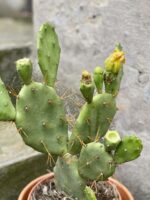 Zdjęcie Opuntia Vulgaris w kategorii rośliny, ujęcie 2