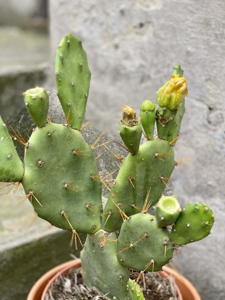 Zdjęcie Opuntia Vulgaris w kategorii rośliny, ujęcie 2