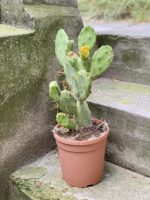 Zdjęcie Opuntia Vulgaris w kategorii rośliny, ujęcie 3
