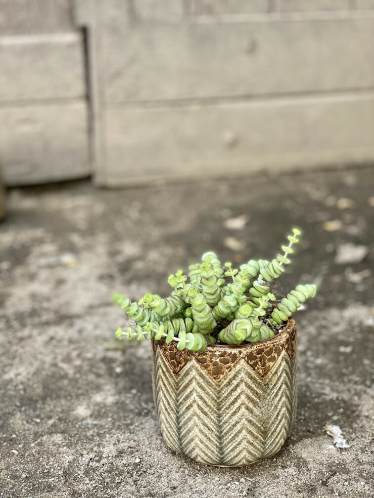Zdjęcie Osłonka Cedr 10x11 cm w kategorii doniczki, ujęcie 2