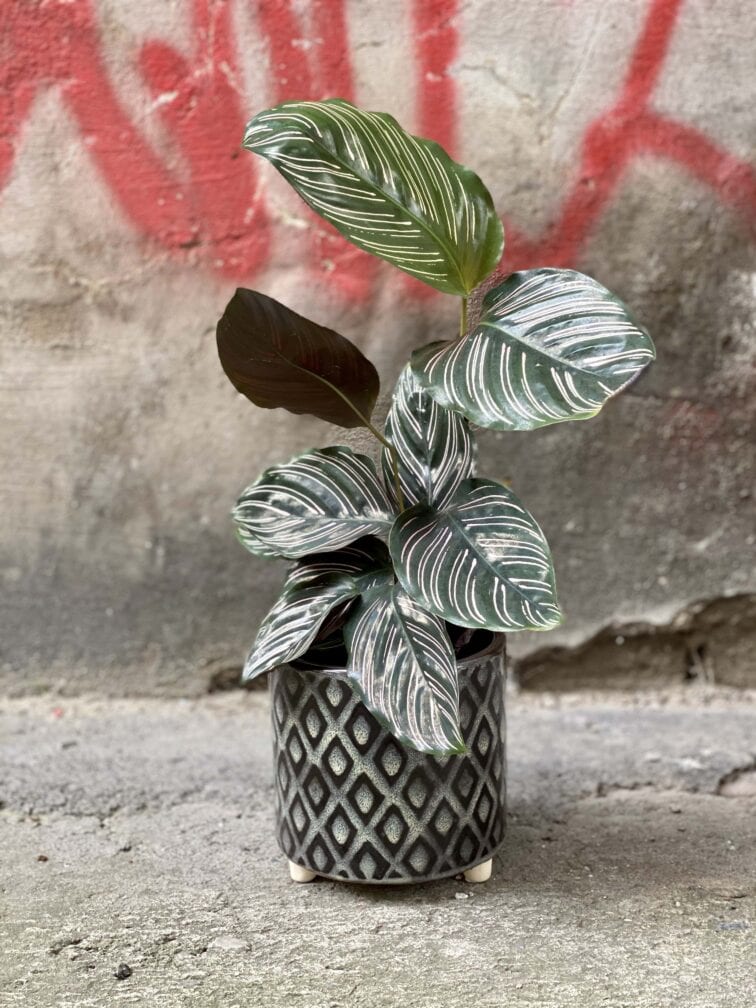 Zdjęcie Osłonka Futro 13x13 cm w kategorii doniczki, ujęcie 2