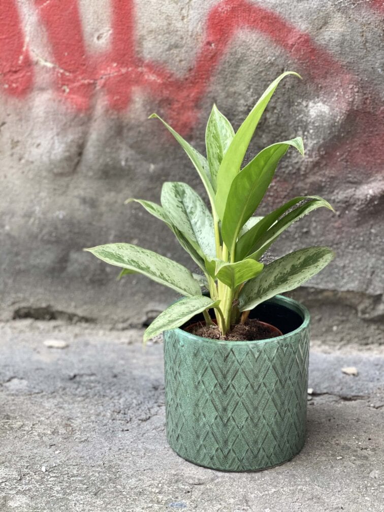 Zdjęcie Osłonka Las 15x15 cm w kategorii doniczki, ujęcie 2