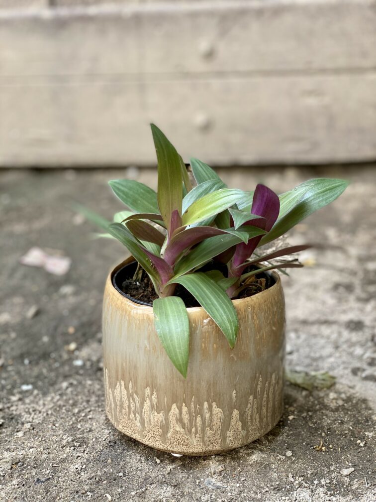 Zdjęcie Osłonka Ostryga 12x12 cm w kategorii doniczki, ujęcie 2