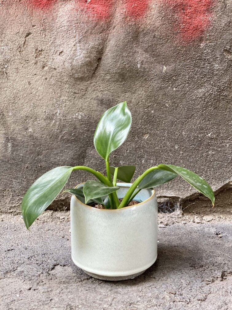 Zdjęcie Osłonka Szron 10x11 cm w kategorii doniczki, ujęcie 2