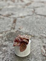 Zdjęcie Peperomia caperata Quito w kategorii rośliny, ujęcie 1