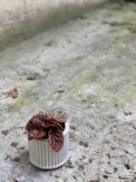 Zdjęcie Peperomia caperata Quito w kategorii rośliny, ujęcie 2