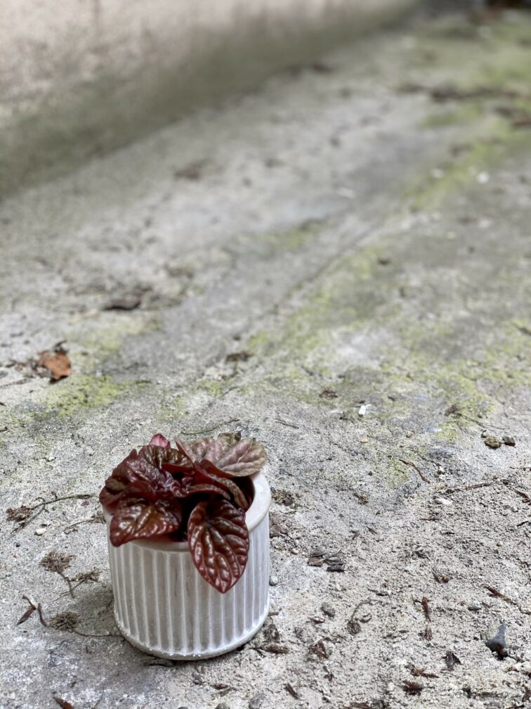 Zdjęcie Peperomia caperata Quito w kategorii rośliny, ujęcie 2