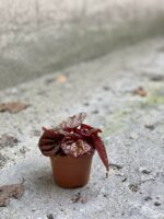 Zdjęcie Peperomia caperata Quito w kategorii rośliny, ujęcie 3