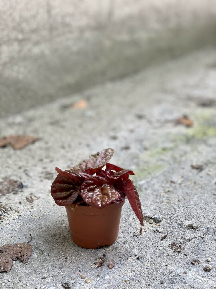 Zdjęcie Peperomia caperata Quito w kategorii rośliny, ujęcie 3