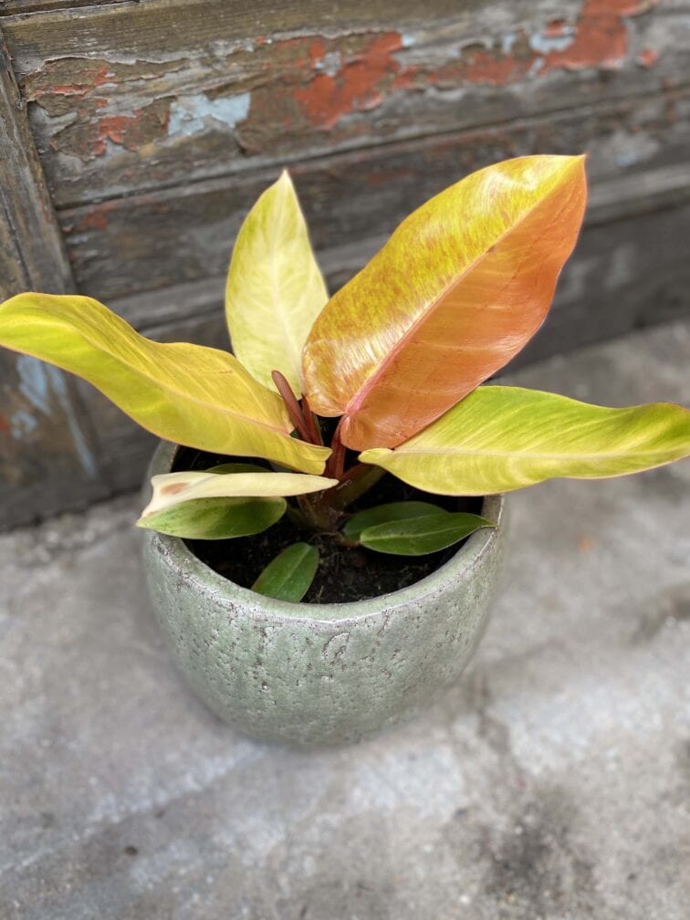 Zdjęcie Philodendron Prince of Orange w kategorii rośliny, ujęcie 1