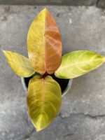 Zdjęcie Philodendron Prince of Orange w kategorii rośliny, ujęcie 2