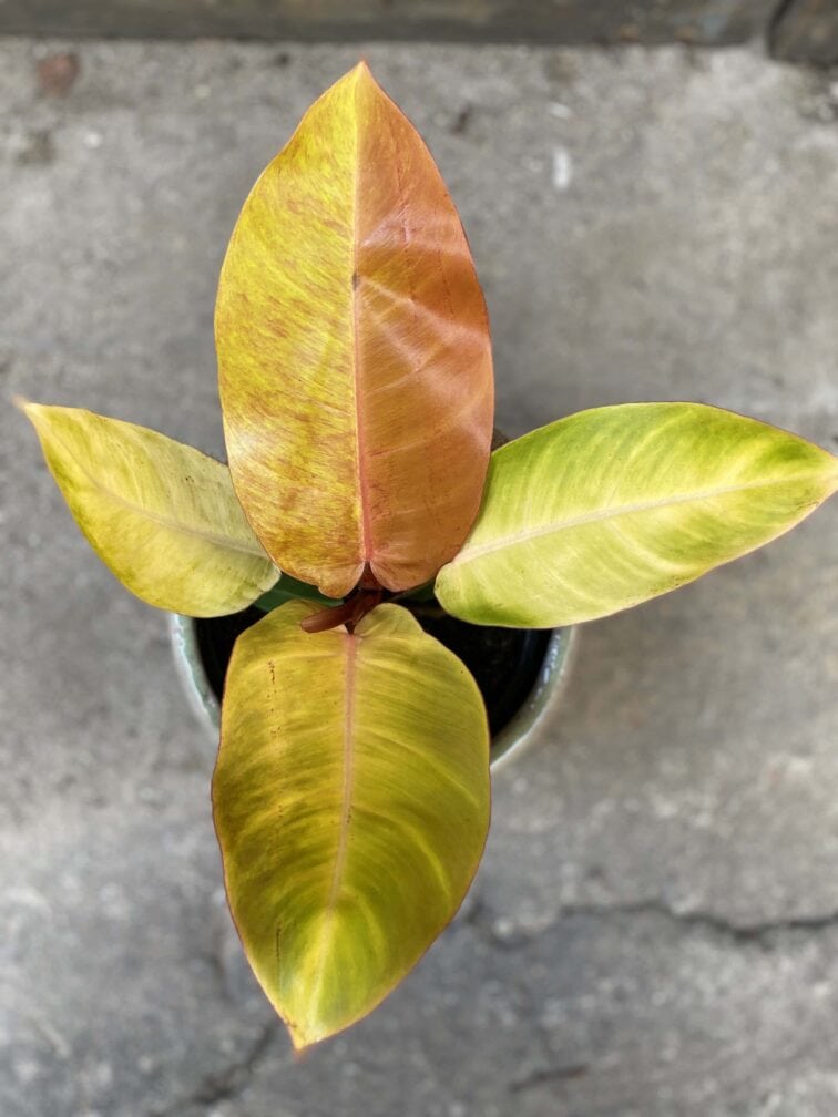 Zdjęcie Philodendron Prince of Orange w kategorii rośliny, ujęcie 2