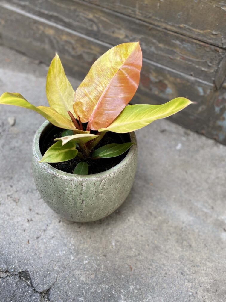 Zdjęcie Philodendron Prince of Orange w kategorii rośliny, ujęcie 3